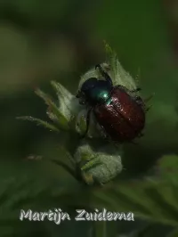 Rozenkever [Phyllopertha horticola]
